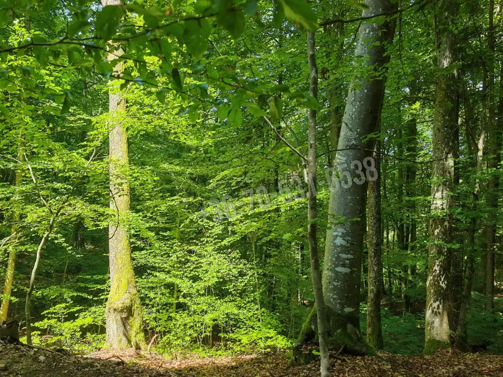 Vas megye - Felsőszölnök