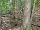 Vas megye - Felsőszölnök