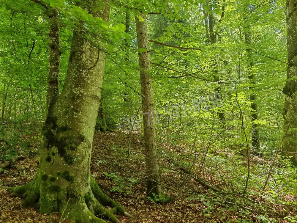 Vas megye - Felsőszölnök