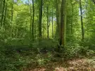 Vas megye - Felsőszölnök