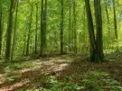 Vas megye - Felsőszölnök