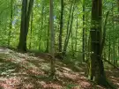 Vas megye - Felsőszölnök