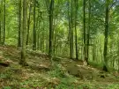 Vas megye - Felsőszölnök