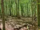 Vas megye - Felsőszölnök