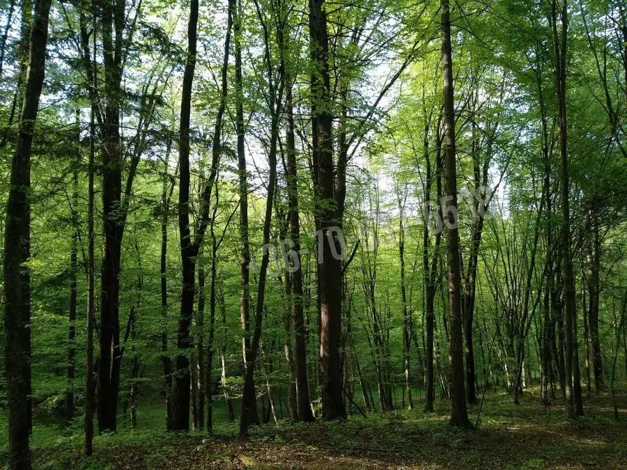 eladó  Erdő, Kétvölgy