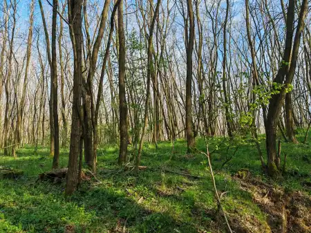 Eladó mezőgazdasági ingatlan, Kerecseny 75515 m² 16.9 M Ft